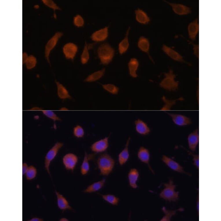 Immunofluorescence - Anti-HIF1AN/FIH-1 Antibody (A14782) - Antibodies.com