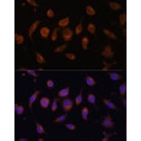 Immunofluorescence - Anti-HIF1AN/FIH-1 Antibody (A14782) - Antibodies.com
