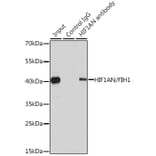 Western Blot - Anti-HIF1AN/FIH-1 Antibody (A14782) - Antibodies.com