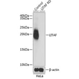 Western Blot - Anti-LITAF Antibody (A14784) - Antibodies.com