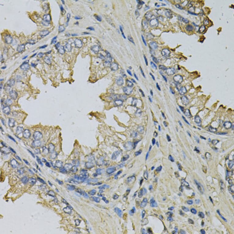 Immunohistochemistry - Anti-LITAF Antibody (A14784) - Antibodies.com