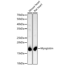 Western Blot - Anti-Myoglobin Antibody (A14785) - Antibodies.com