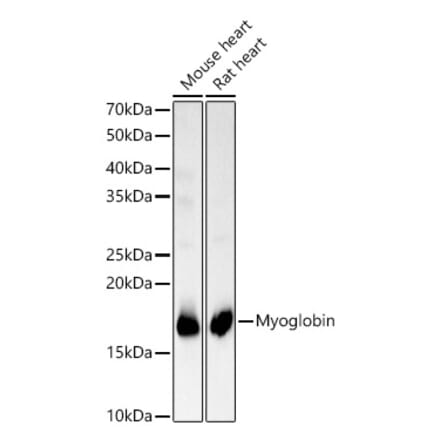 Western Blot - Anti-Myoglobin Antibody (A14785) - Antibodies.com