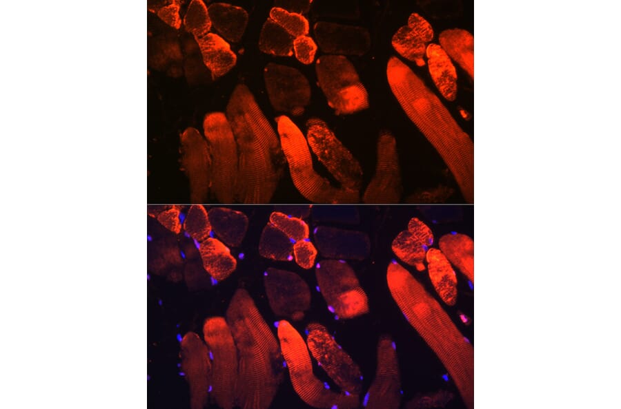 Immunofluorescence - Anti-Myoglobin Antibody (A14785) - Antibodies.com