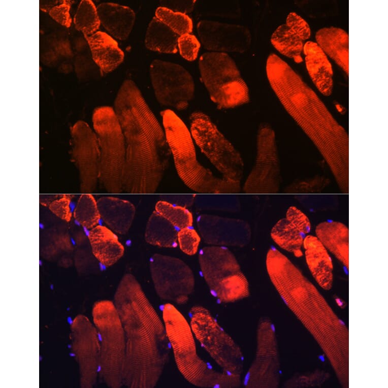 Immunofluorescence - Anti-Myoglobin Antibody (A14785) - Antibodies.com