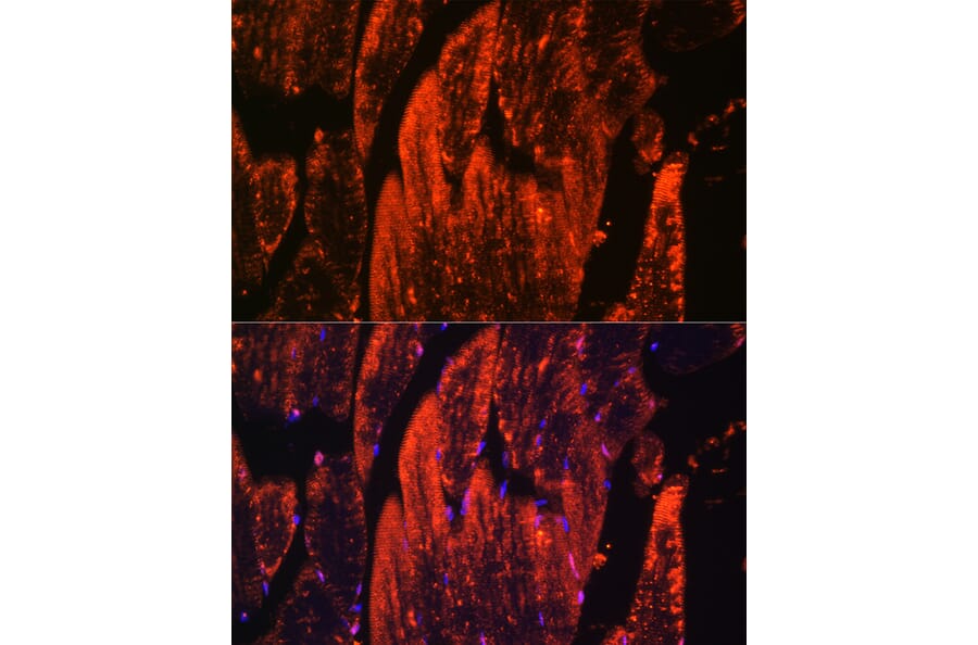 Immunofluorescence - Anti-Myoglobin Antibody (A14785) - Antibodies.com