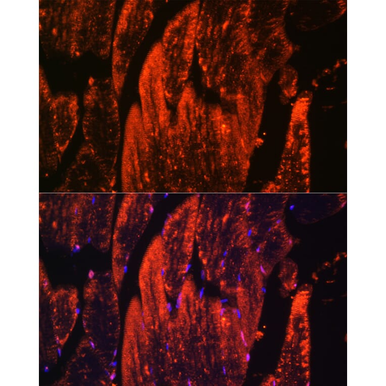 Immunofluorescence - Anti-Myoglobin Antibody (A14785) - Antibodies.com