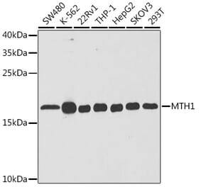 Western Blot - Anti-MTH1 Antibody (A14787) - Antibodies.com