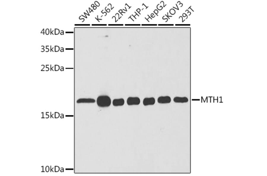 Western Blot - Anti-MTH1 Antibody (A14787) - Antibodies.com
