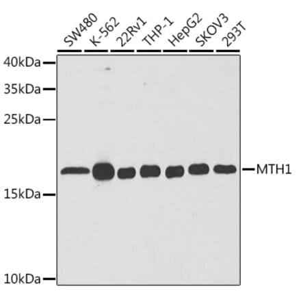 Western Blot - Anti-MTH1 Antibody (A14787) - Antibodies.com