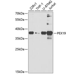 Western Blot - Anti-PEX19 Antibody (A14789) - Antibodies.com