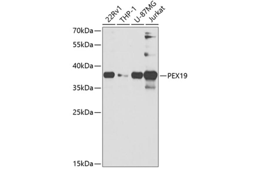 Western Blot - Anti-PEX19 Antibody (A14789) - Antibodies.com