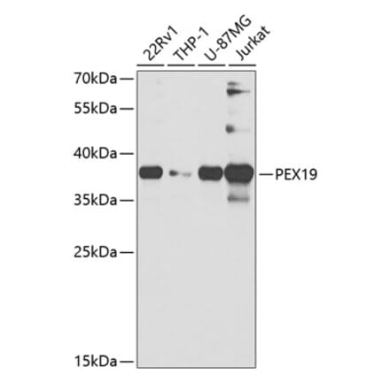Western Blot - Anti-PEX19 Antibody (A14789) - Antibodies.com