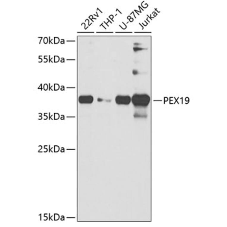 Western Blot - Anti-PEX19 Antibody (A14789) - Antibodies.com