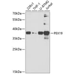 Western Blot - Anti-PEX19 Antibody (A14789) - Antibodies.com