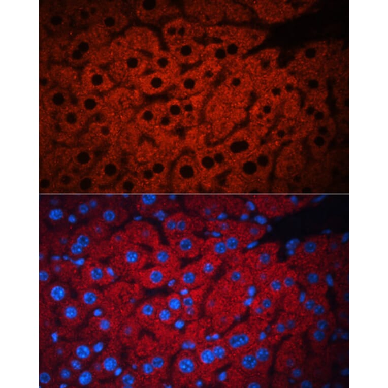 Immunofluorescence - Anti-PEX19 Antibody (A14789) - Antibodies.com