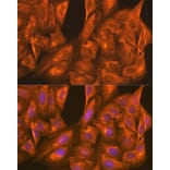 Immunofluorescence - Anti-PFKM Antibody (A14790) - Antibodies.com