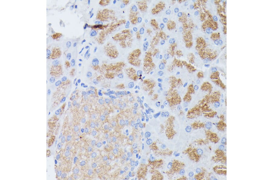Immunohistochemistry - Anti-PLA2G1B Antibody (A14791) - Antibodies.com