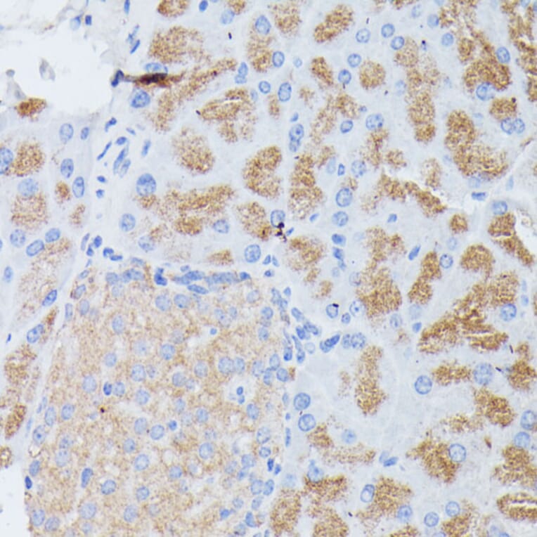 Immunohistochemistry - Anti-PLA2G1B Antibody (A14791) - Antibodies.com