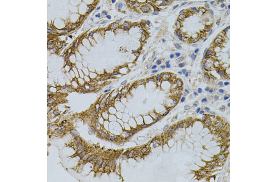 Immunohistochemistry - Anti-Sigma1-receptor Antibody (A14792) - Antibodies.com