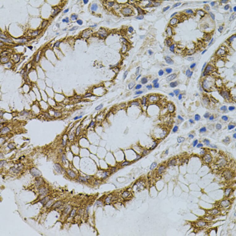 Immunohistochemistry - Anti-Sigma1-receptor Antibody (A14792) - Antibodies.com