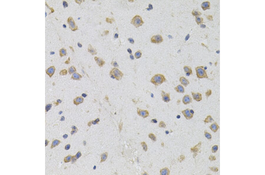 Immunohistochemistry - Anti-Sigma1-receptor Antibody (A14792) - Antibodies.com