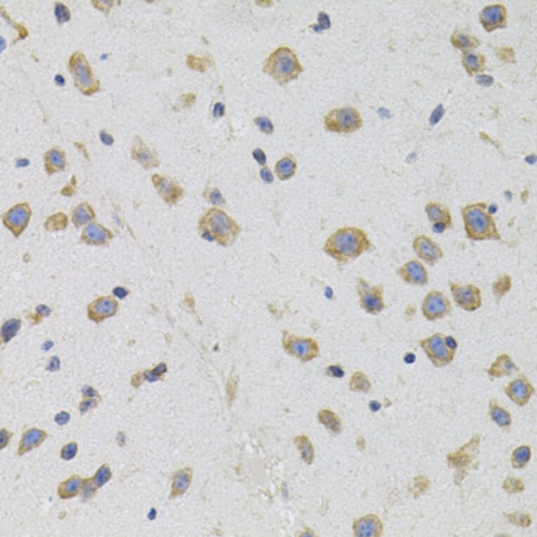 Immunohistochemistry - Anti-Sigma1-receptor Antibody (A14792) - Antibodies.com