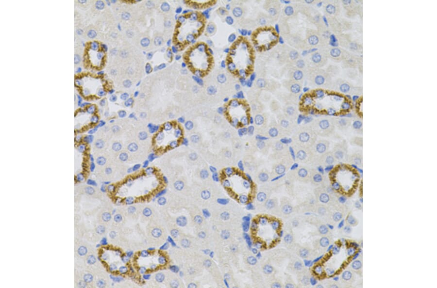 Immunohistochemistry - Anti-Sigma1-receptor Antibody (A14792) - Antibodies.com