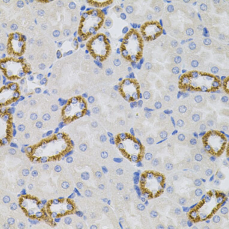 Immunohistochemistry - Anti-Sigma1-receptor Antibody (A14792) - Antibodies.com