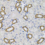 Immunohistochemistry - Anti-Sigma1-receptor Antibody (A14792) - Antibodies.com