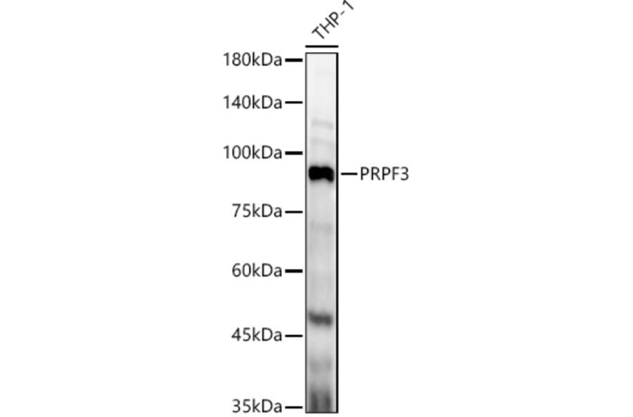 Western Blot - Anti-PRPF3 Antibody (A14795) - Antibodies.com