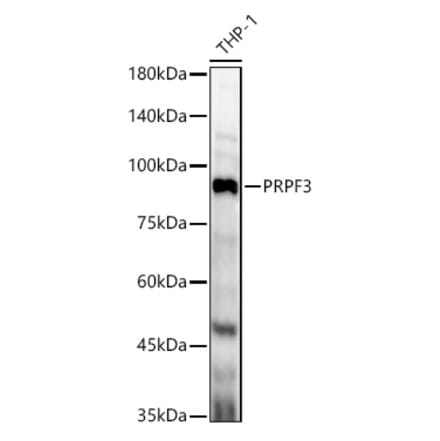 Western Blot - Anti-PRPF3 Antibody (A14795) - Antibodies.com