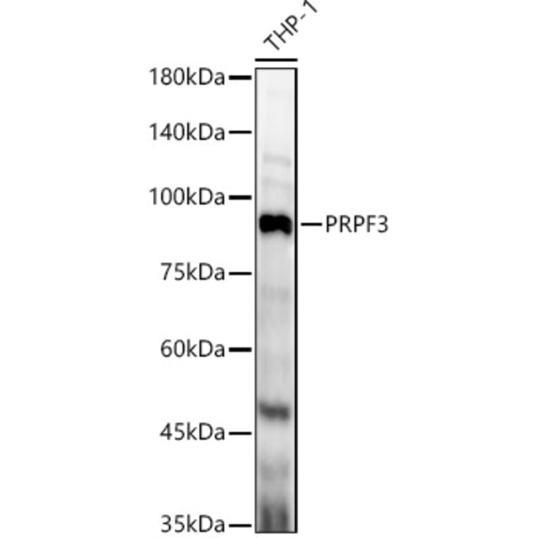 Western Blot - Anti-PRPF3 Antibody (A14795) - Antibodies.com