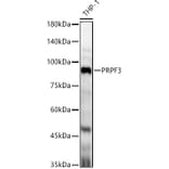 Western Blot - Anti-PRPF3 Antibody (A14795) - Antibodies.com