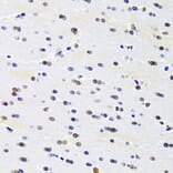 Immunohistochemistry - Anti-PRPF3 Antibody (A14795) - Antibodies.com