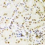 Immunohistochemistry - Anti-PRPF3 Antibody (A14795) - Antibodies.com