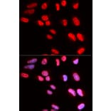 Immunofluorescence - Anti-PRPF3 Antibody (A14795) - Antibodies.com