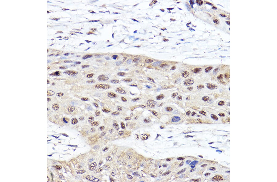 Immunohistochemistry - Anti-Proteasome subunit beta type 2/PSMB2 Antibody (A14796) - Antibodies.com