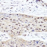 Immunohistochemistry - Anti-Proteasome subunit beta type 2/PSMB2 Antibody (A14796) - Antibodies.com