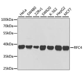 Western Blot - Anti-RFC4 Antibody (A14797) - Antibodies.com