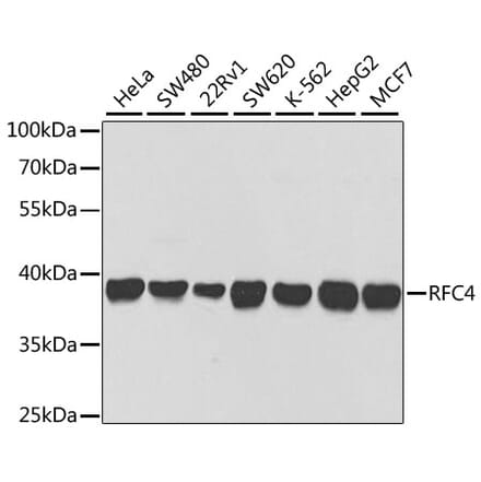 Western Blot - Anti-RFC4 Antibody (A14797) - Antibodies.com