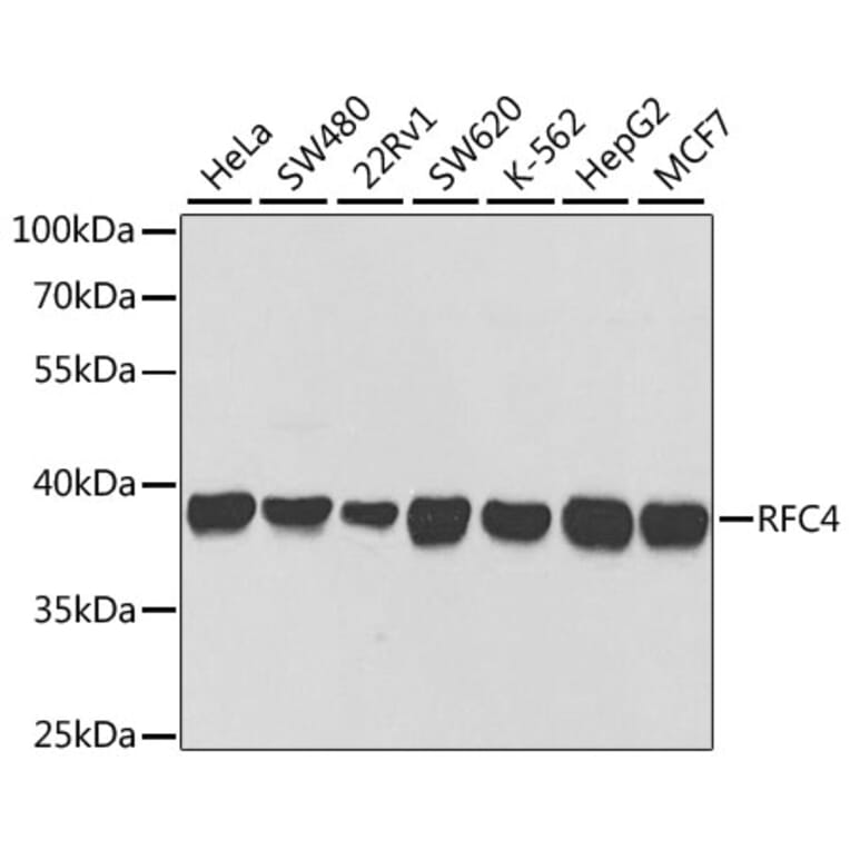 Western Blot - Anti-RFC4 Antibody (A14797) - Antibodies.com