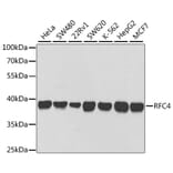 Western Blot - Anti-RFC4 Antibody (A14797) - Antibodies.com