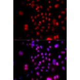 Immunofluorescence - Anti-RFC4 Antibody (A14797) - Antibodies.com