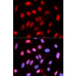 Immunofluorescence - Anti-RFC4 Antibody (A14797) - Antibodies.com