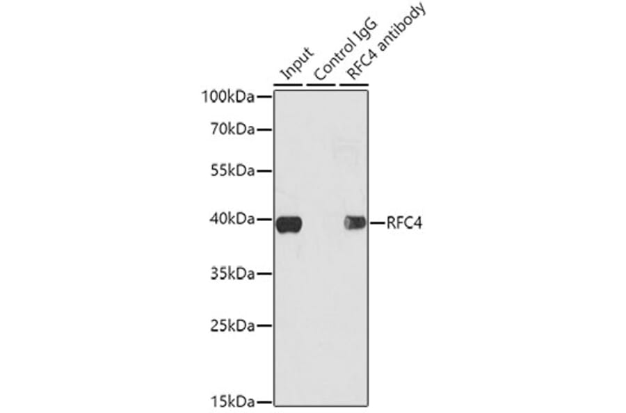Western Blot - Anti-RFC4 Antibody (A14797) - Antibodies.com