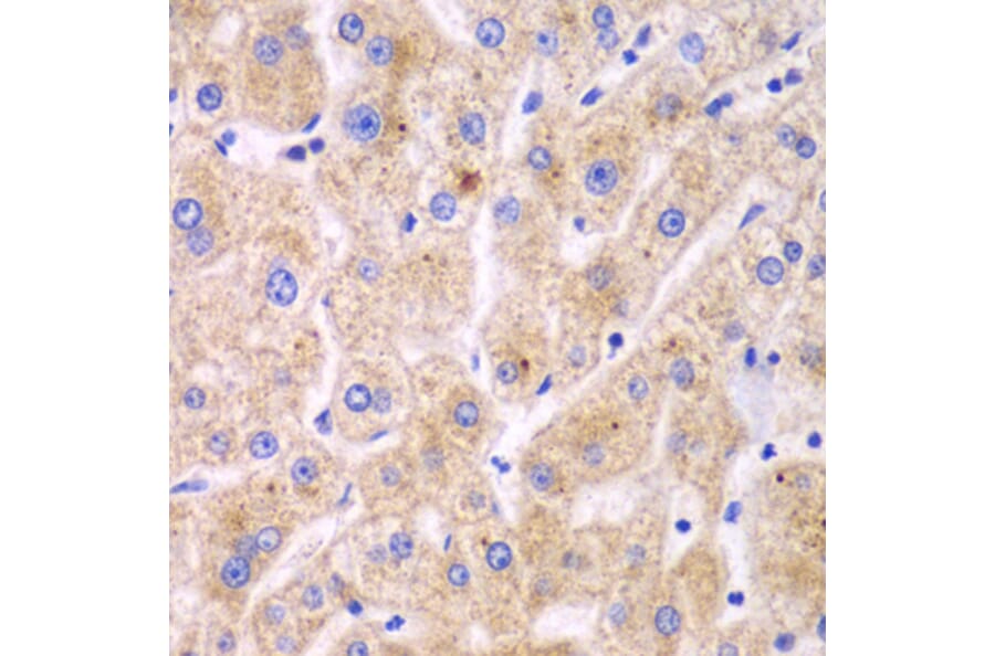 Immunohistochemistry - Anti-TXNRD2 Antibody (A14800) - Antibodies.com