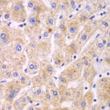 Immunohistochemistry - Anti-TXNRD2 Antibody (A14800) - Antibodies.com
