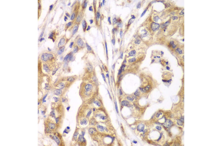 Immunohistochemistry - Anti-TXNRD2 Antibody (A14800) - Antibodies.com