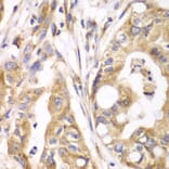 Immunohistochemistry - Anti-TXNRD2 Antibody (A14800) - Antibodies.com